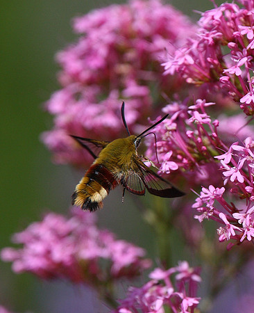 Broad-bordered Bee Hawk Moth