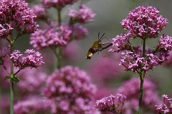 Broad-bordered Bee Hawk Moth