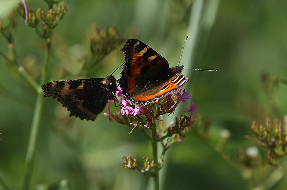 Small Tortoiseshells
