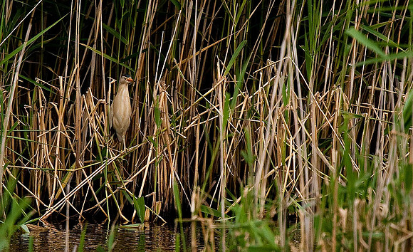Little Bittern