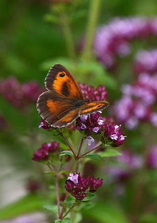 Gatekeeper
