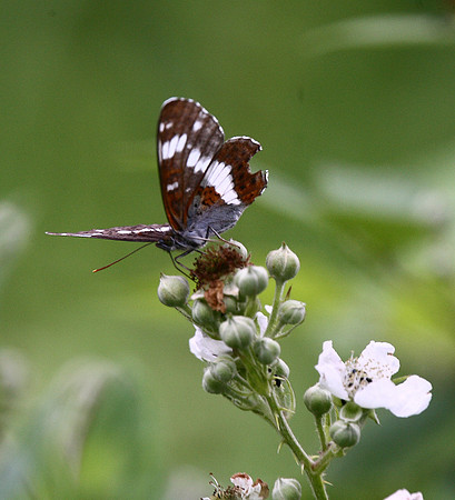 White Admiral