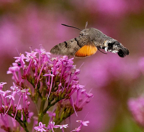 Humming-bird Hawk Moth
