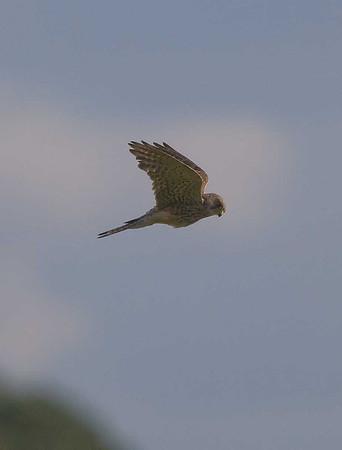 Kestrel