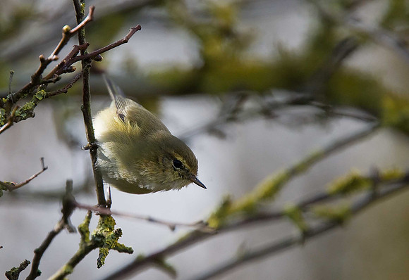 Chiffchaff