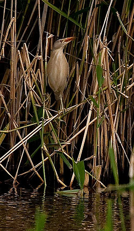 Little Bittern