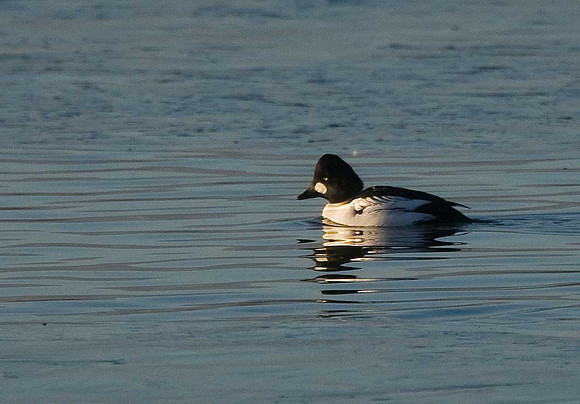 Goldeneye