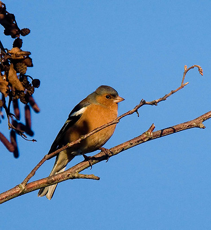 Chaffinch