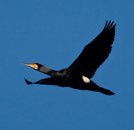 Cormorant