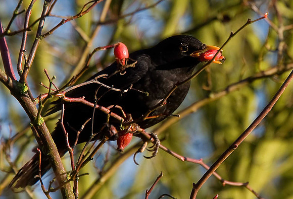 Blackbird