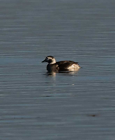 Long-tailed Duck