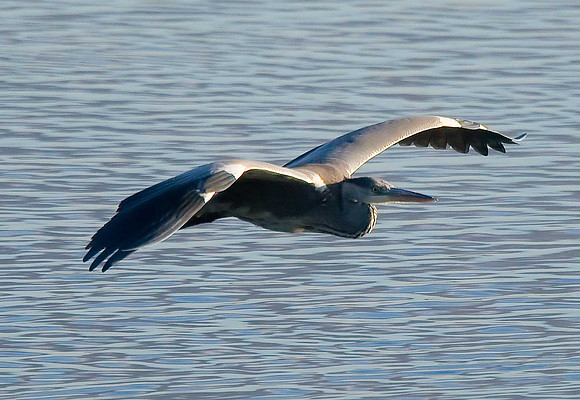 Grey Heron