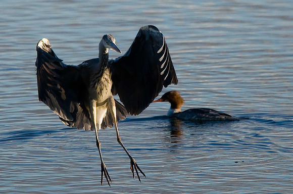 Grey Heron