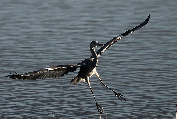 Grey Heron