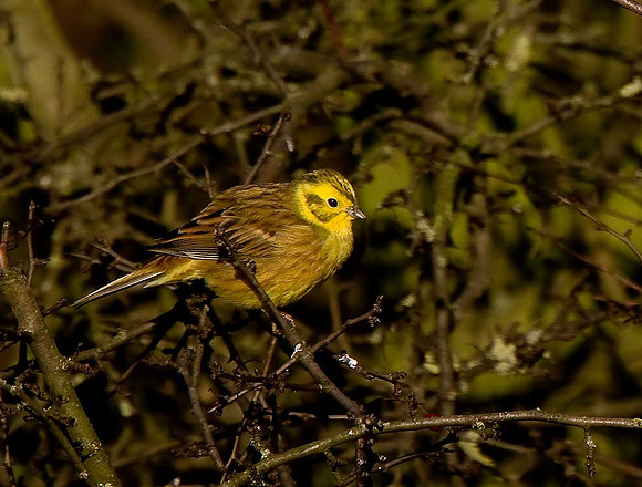 Yellowhammer