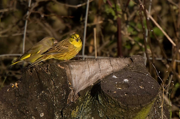 Yellowhammer