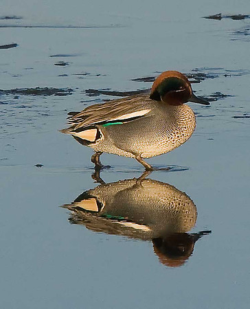 Teal