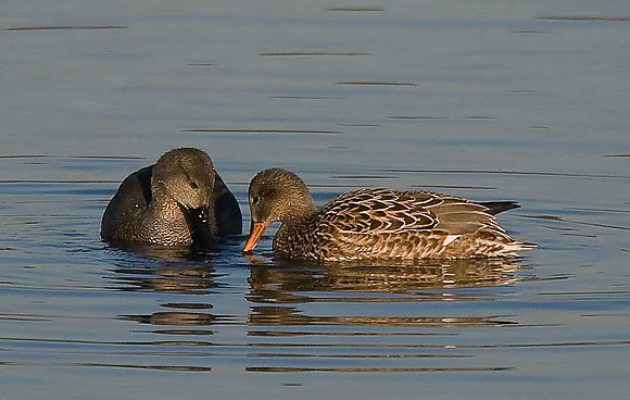 Gadwall