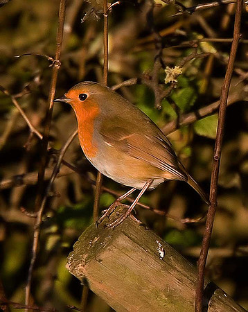 Robin