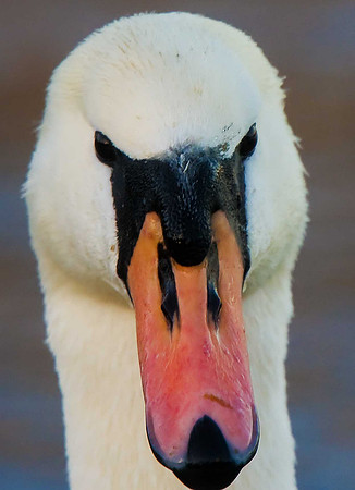 Mute Swan