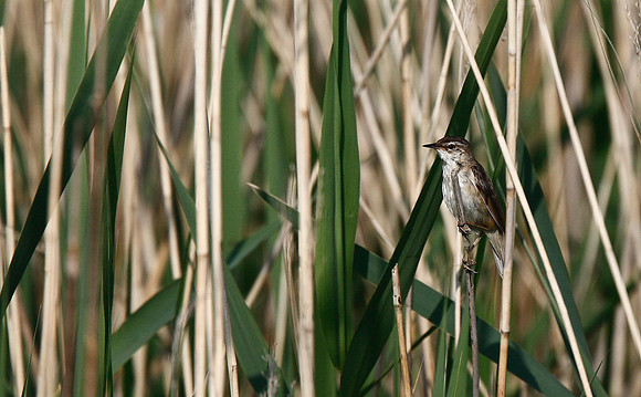 Reed Warbler