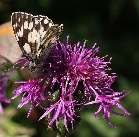 Marbled White