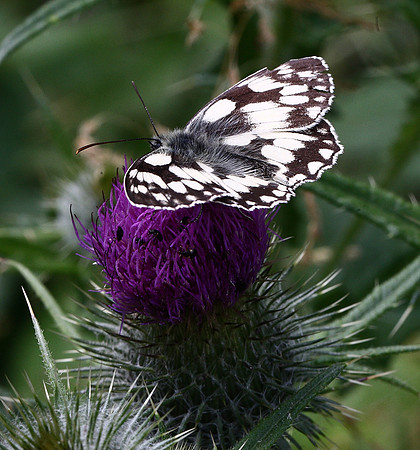 Marbled White