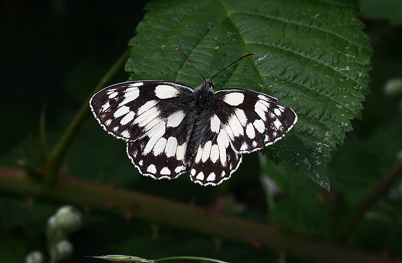 Marbled White