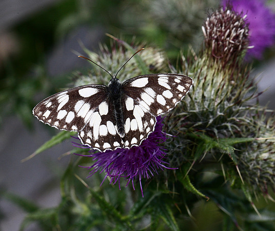 Marbled White