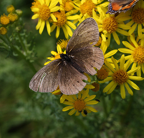 Ringlet