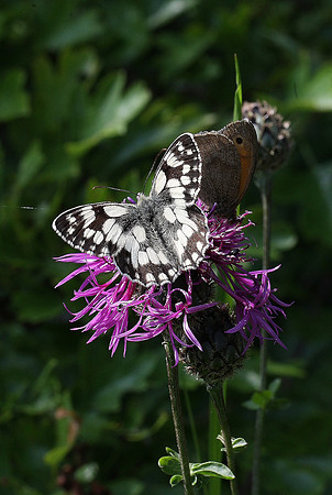 Marbled White