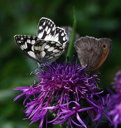 Marbled White
