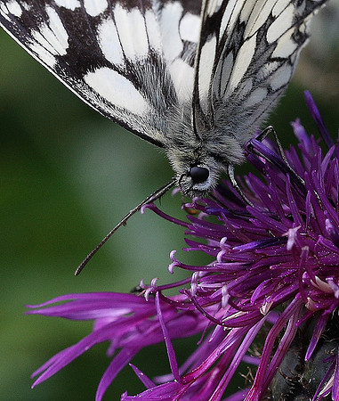 Marbled White