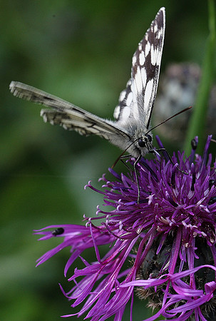 Marbled White