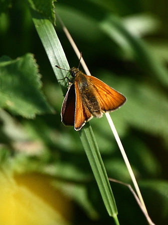 Small Skipper
