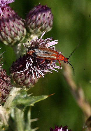 Cardinal beetle