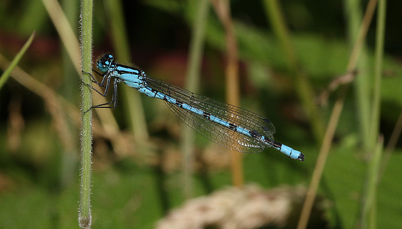 Common Blue Damselfly