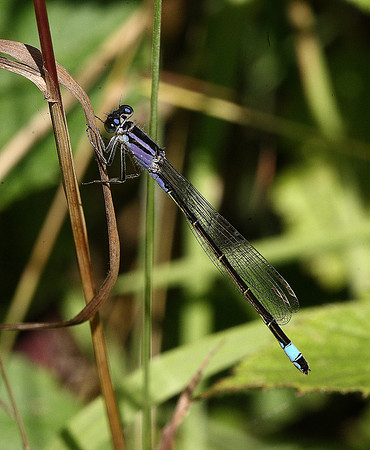 Blue-tailed Damselfly