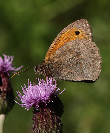 Meadow Brown