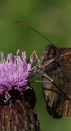 Meadow Brown