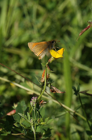 Small Skipper