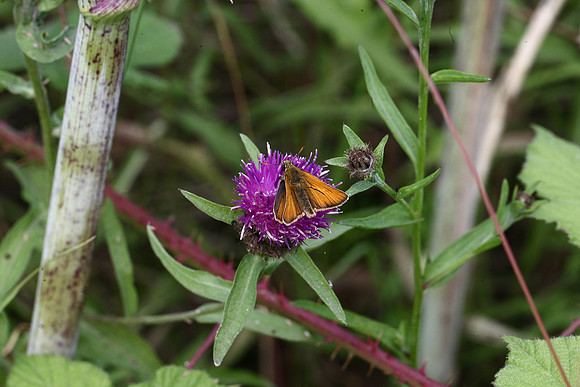 Small Skipper
