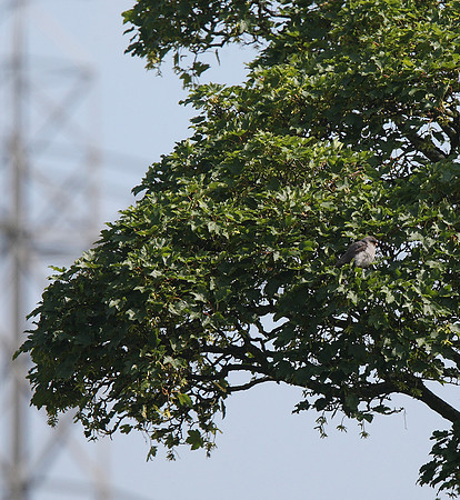 Red-footed Falcon
