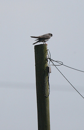 Red-footed Falcon