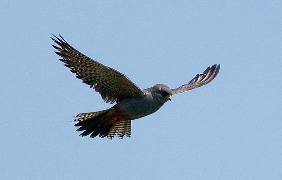 Red-footed Falcon
