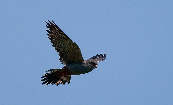 Red-footed Falcon
