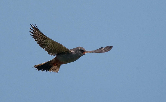 Red-footed Falcon