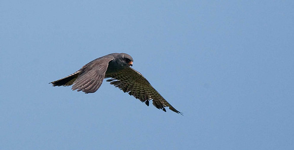 Red-footed Falcon