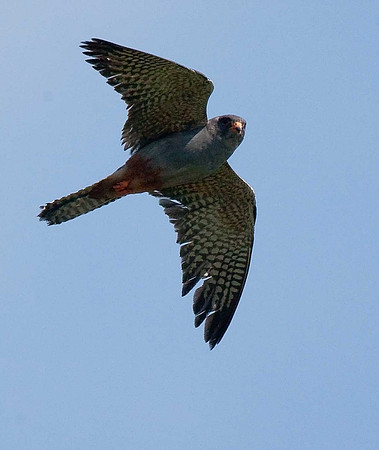 Red-footed Falcon