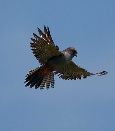Red-footed Falcon